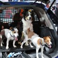 Nissan Dogs